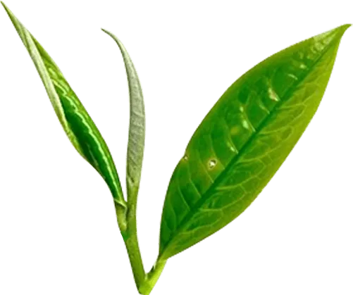 Búp trà 1 tôm 2 lá