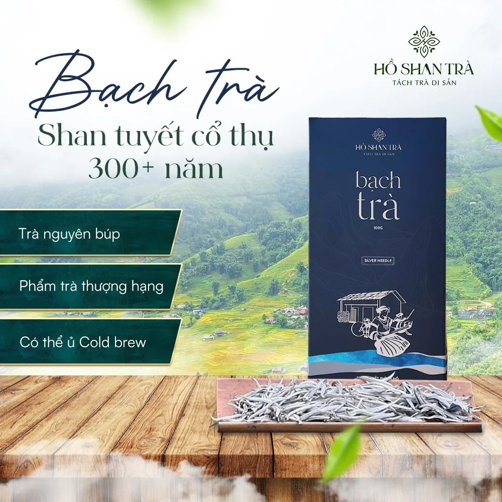 bach tra shan tuyet co thu (1) Bạch trà shan tuyết cổ thụ