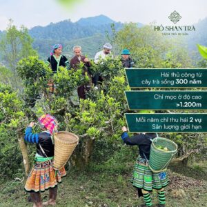 Bạch trà shan tuyết cổ thụ