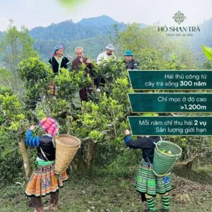 Bạch trà shan tuyết cổ thụ