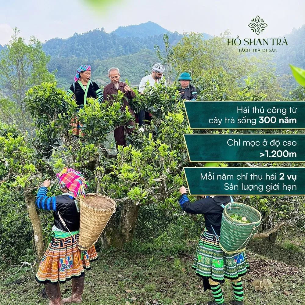 bach tra shan tuyet co thu (2) Bạch trà shan tuyết cổ thụ
