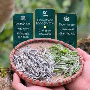 Bạch trà shan tuyết cổ thụ