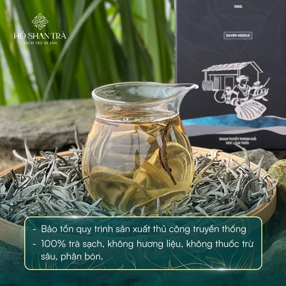 bach tra shan tuyet co thu (4) Bạch trà shan tuyết cổ thụ