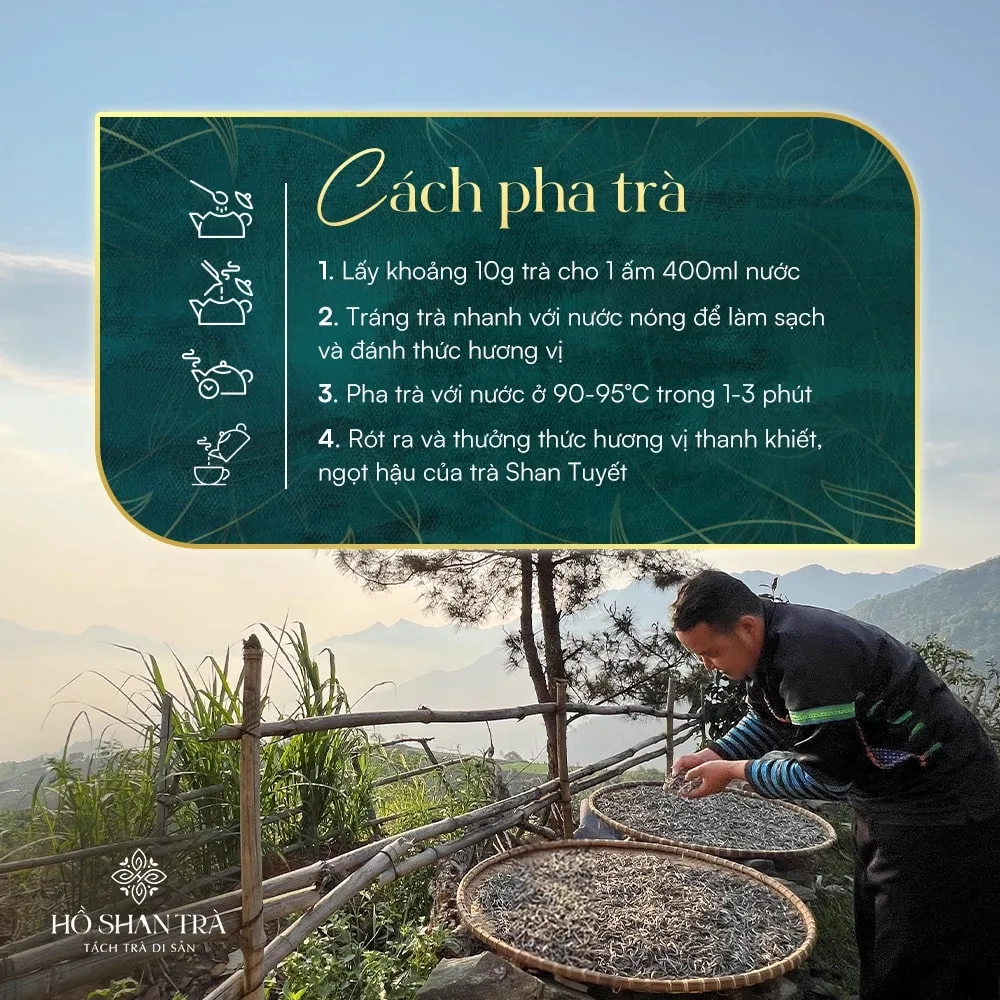 bach tra shan tuyet co thu (6) Bạch trà shan tuyết cổ thụ