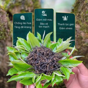 Hồng trà shan tuyết cổ thụ