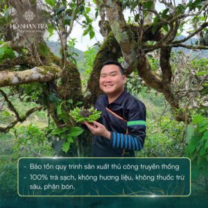 Hồng trà shan tuyết cổ thụ