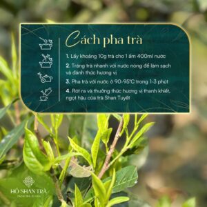 Hồng trà shan tuyết cổ thụ