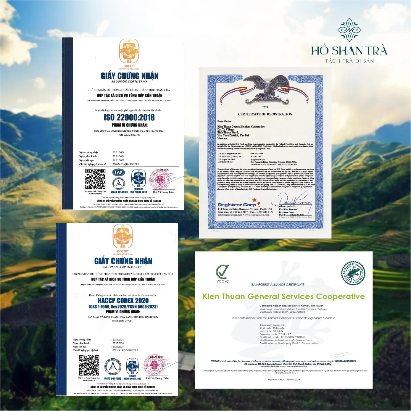 hong tra shan tuyet co thu (7)-min Hồng trà shan tuyết cổ thụ