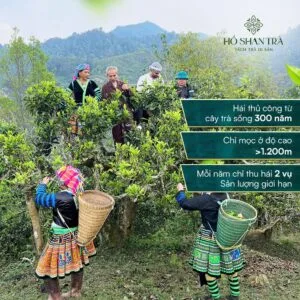 Lục trà shan tuyết