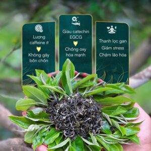 Lục trà shan tuyết