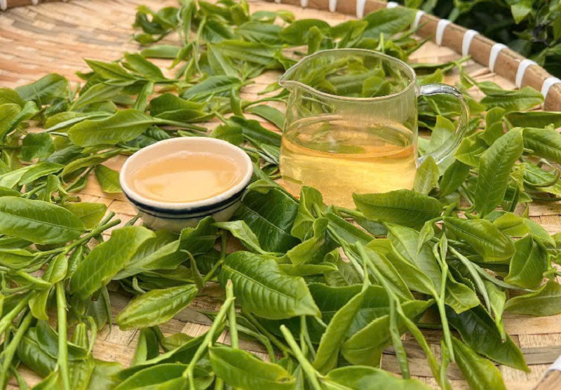 Chọn đúng loại trà Shan Tuyết cũng là một yếu tố quan trọng