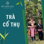 Trà cổ thụ là gì