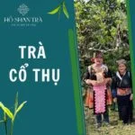 Trà cổ thụ là gì
