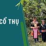 Trà cổ thụ là gì