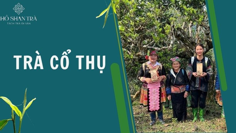 Trà cổ thụ là gì