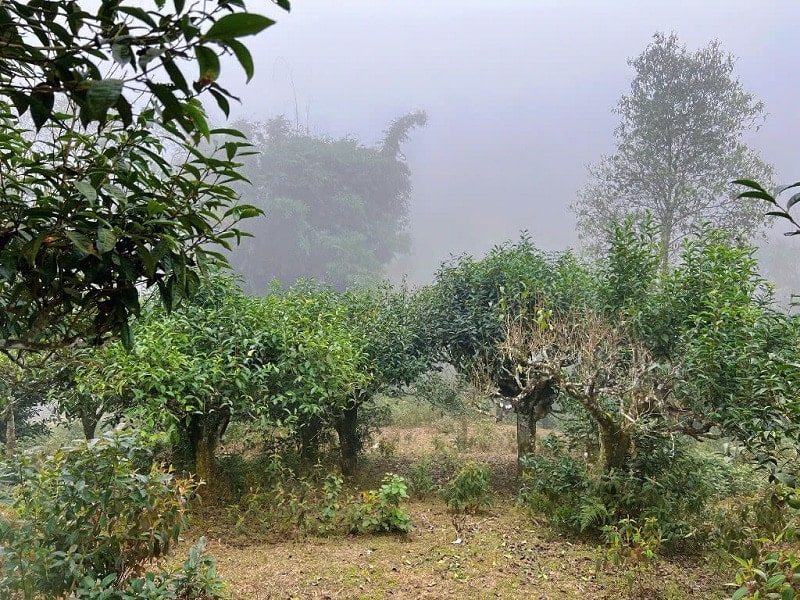 Hình ảnh cây trà cổ thụ