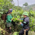 Cây trà Shan tuyết cổ thụ Phình Hồ - Yên Bái