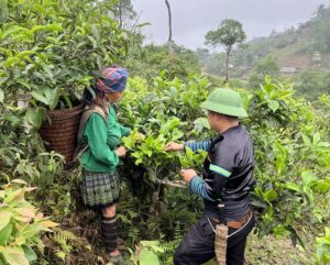 Cây trà Shan tuyết cổ thụ Phình Hồ - Yên Bái