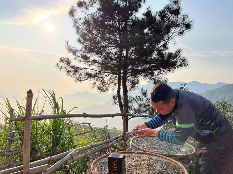 Trà Shan tuyết mang giá trị văn hóa và tinh thần sâu sắc