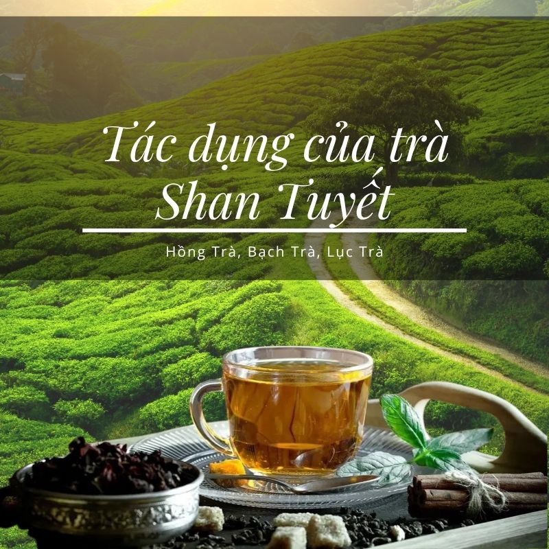 Tác dụng của trà Shan tuyết