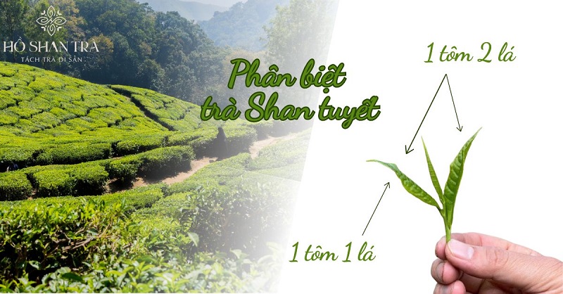 Phân biệt trà Shan tuyết 1 tôm 1 lá và 1 tôm 2 lá