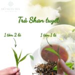 Trà Shan tuyết 1 tôm 1 lá và 1 tôm 2 lá