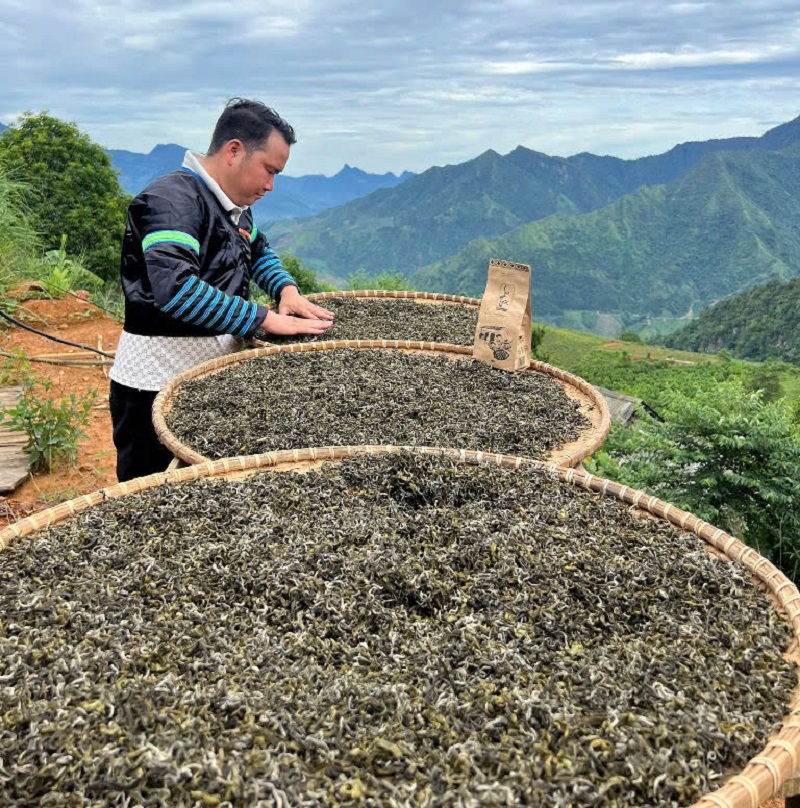 Sản lượng trà Shan tuyết rất hạn chế