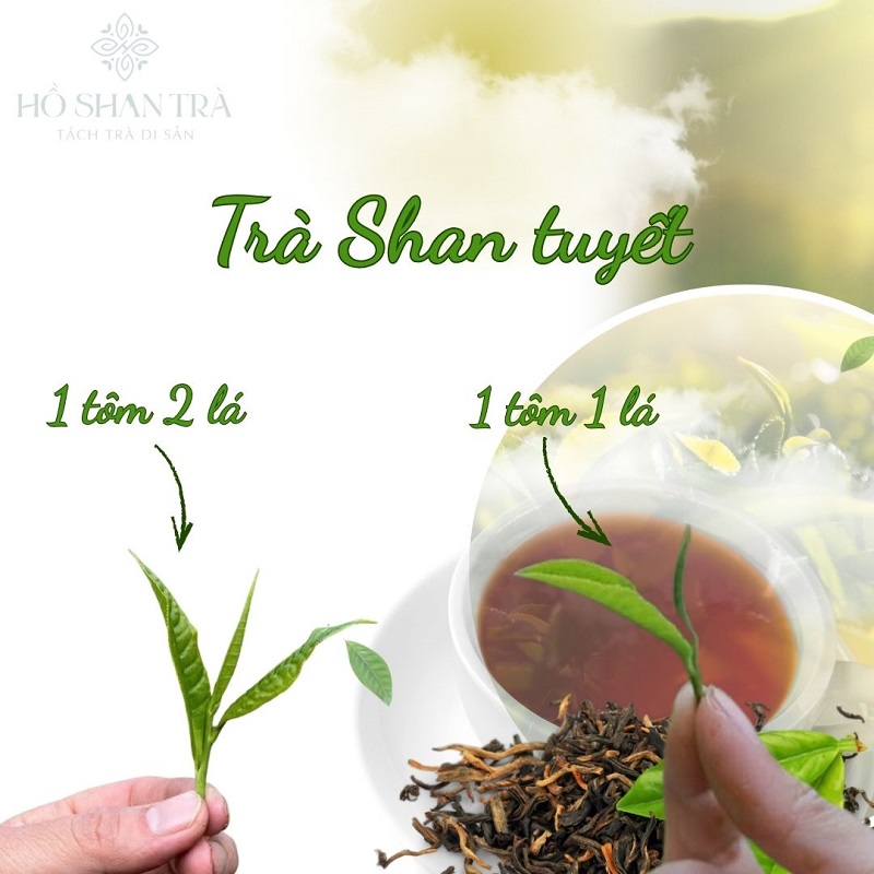 Trà Shan tuyết 1 tôm 1 lá và 1 tôm 2 lá