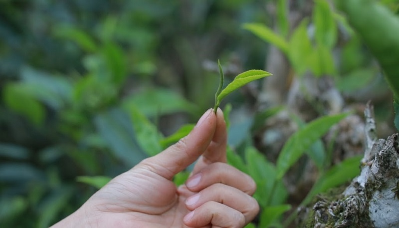 Trà Shan tuyết 1 tôm 1 lá