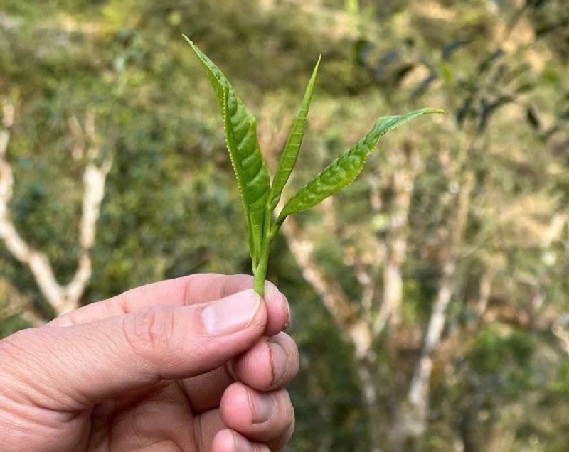 Hình ảnh trà Shan tuyết 1 tôm 2 lá