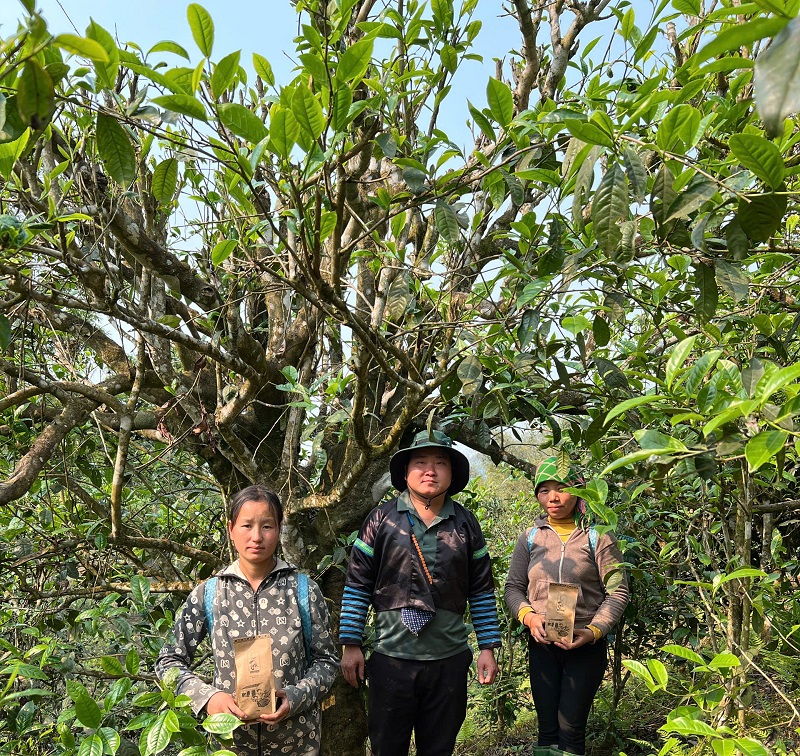 Cây trà Shan tuyết cổ thụ