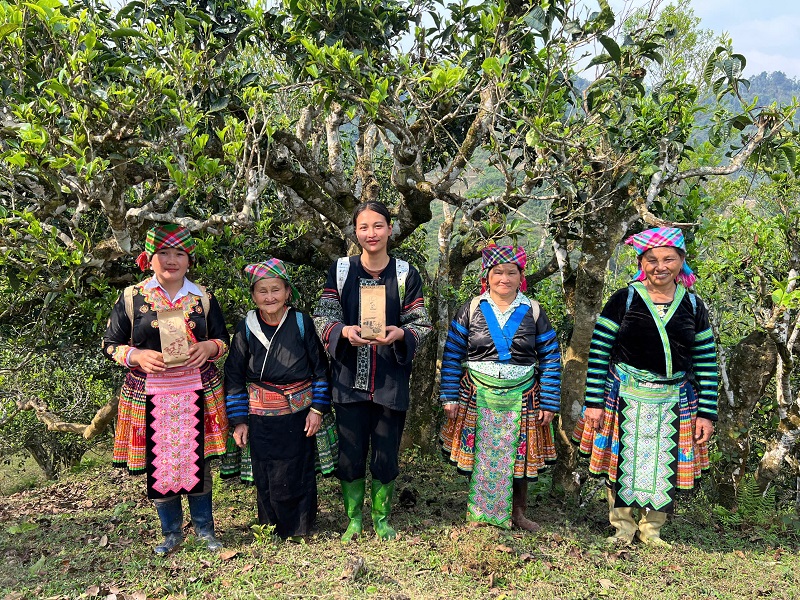 Cây trà Shan tuyết cổ thụ trăm năm tuổi