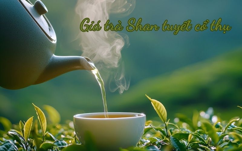 Giá một số loại trà Shan tuyết cổ thụ