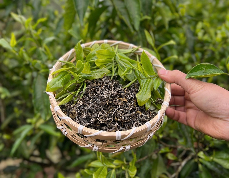 Đặc trưng của trà Shan tuyết Phình Hồ