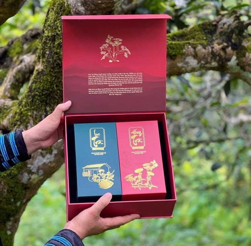 Mang nhiều lợi ích nên trà Shan tuyết Phình Hồ thường được dùng làm quà tặng