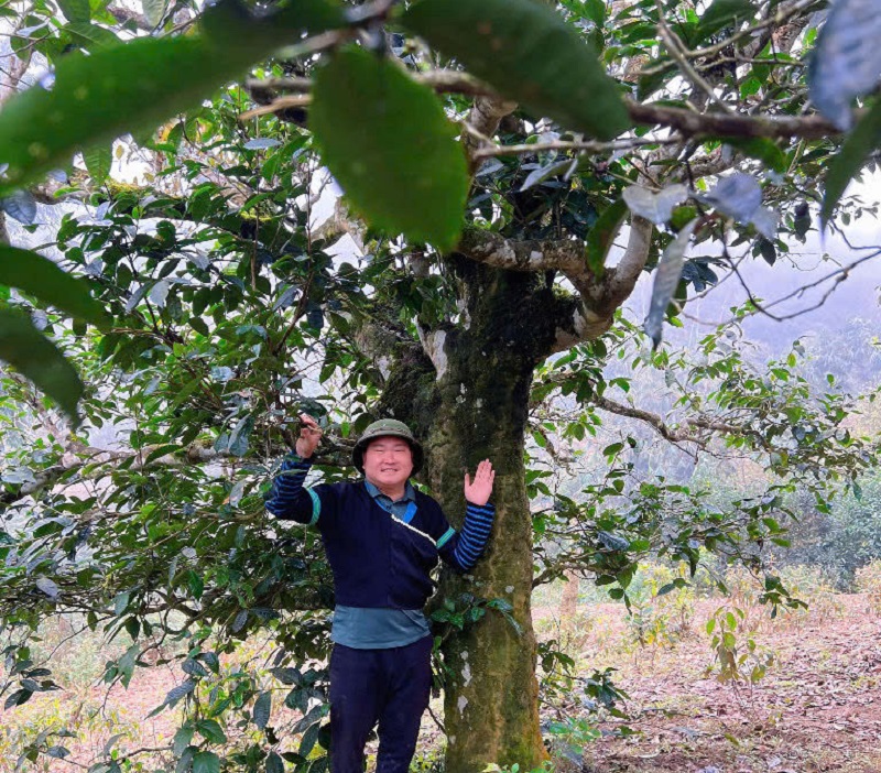 Cây trà Shan tuyết Phình Hồ