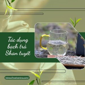 Tác dụng của bạch trà Shan tuyết