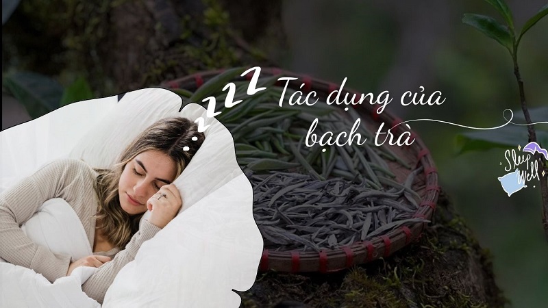 Bạch trà với giấc ngủ và tinh thần