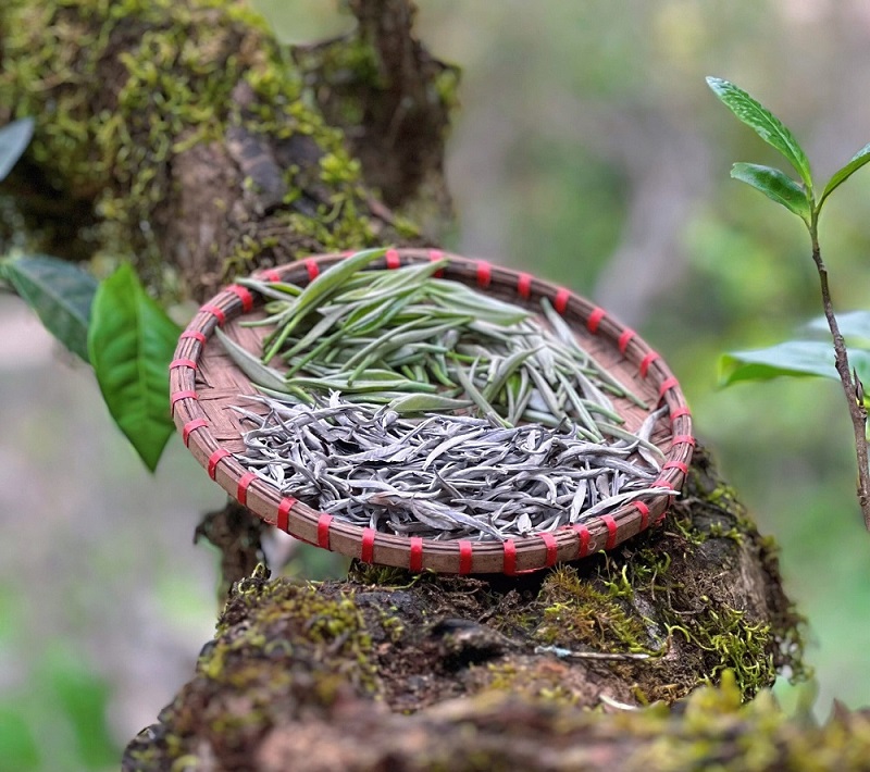 Công dụng của bạch trà shan tuyết