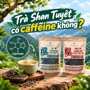 Trà Shan Tuyết có caffeine không